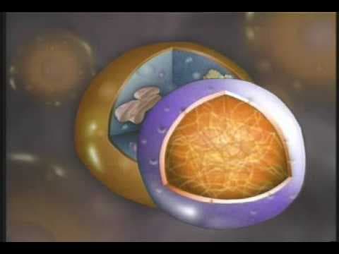 Parts of an Animal Cell