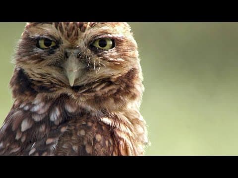 You’ve Never Seen an Owl Species That Does This - YouTube