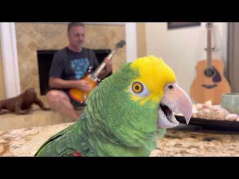 How do bison help fight against climate change