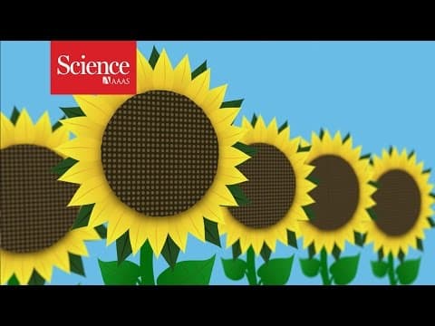Why sunflowers follow the sun