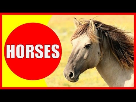Horse Facts for Kids - Learn about horses for children & horse information