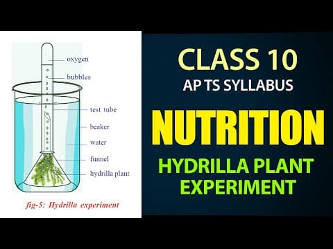 Nutrition | Hydrilla Plant Experiment