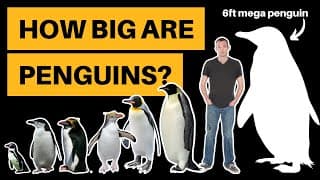 How Big Are Penguins
