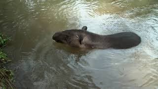 A Tapir, a Bat and a "Giant Pickle"