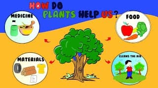 Use of Plants for Kids|How are plants important to us|How Plants help us|Uses of Plants