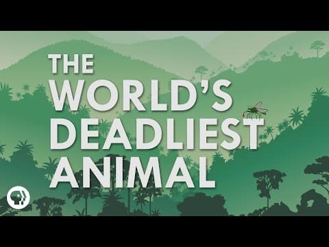 What's The Deadliest Animal In The World? - YouTube
