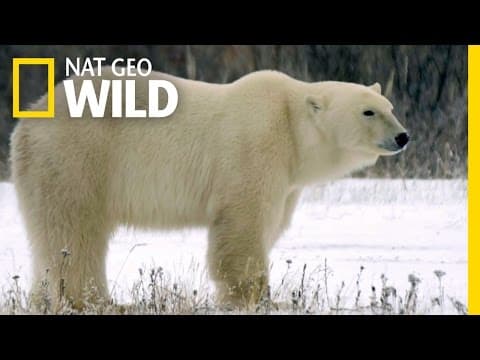 Built for the Arctic | Destination WILD