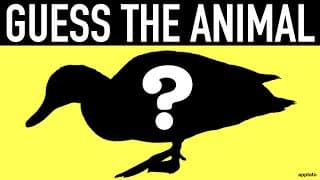 Guess the Animal Quiz | Name all the Animals by Shadow