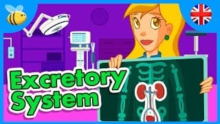 How the Excretory System Works | Educational Videos
