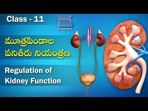 మూత్రపిండాల పనితీరు నియంత్రణ - Regulation of Kidney Function
