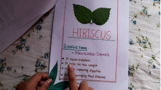 Leaf project 2022|Scientific name of leaves