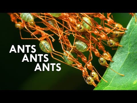 How Do Weaver Ants Build Their Nests? (ft. AntsCanada)