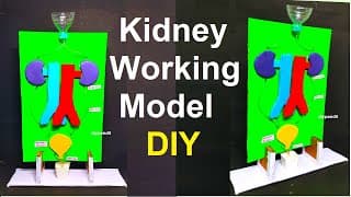 kidney working model science project for science exhibition - diy - biology project