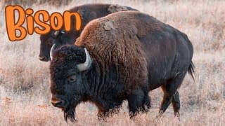 Mighty Bison Icons of the American West