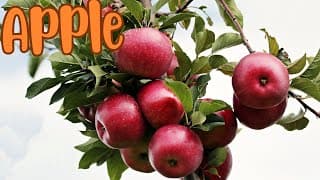 An Ode to Apples Sweet, Crisp, and Delicious