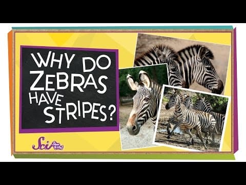 Why do zebras have stripes? - animal science for kids