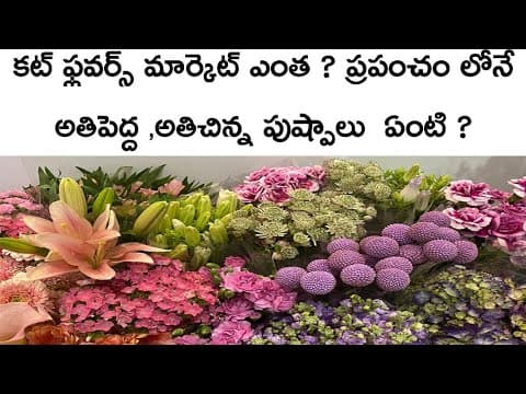 World biggest flower,smallest flower,cut flowers