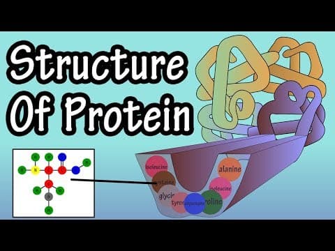 Protein - Structure Of Protein - What Is Protein Made Of - Structure Of Amino Acids Building Blocks