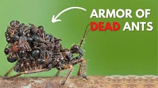 The Cruelest Insect in the World