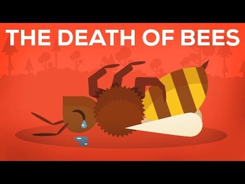 The Mystery Of The Missing Bees