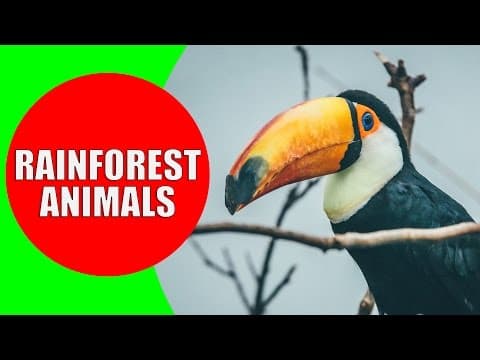 Rainforest Animals for Children – Jungle Animal Sounds and Rainforest Wildlife
