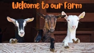 Down on the Farm Exploring Life on the Farm