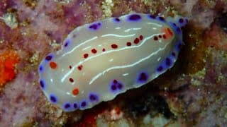 Facts | The Cape Dorid Nudibranch