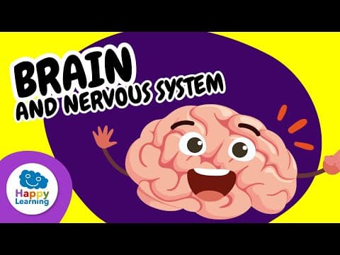 🧠✨ The Brain and the Nervous System | Educational Videos for Children | ‪@HappyLearningENG‬