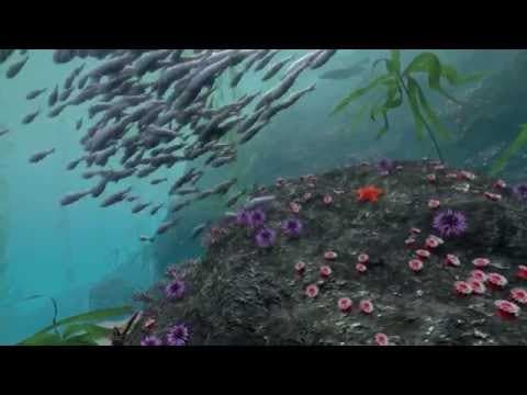 Take a Virtual Dive in a Kelp Forest | California Academy of Sciences - YouTube
