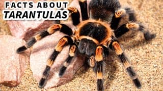 Tarantula Facts| the HAIRY SPIDER