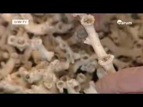 Exploring the Deep 4