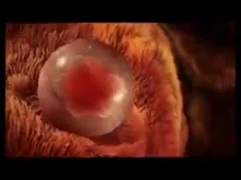 Baby playing inside womb