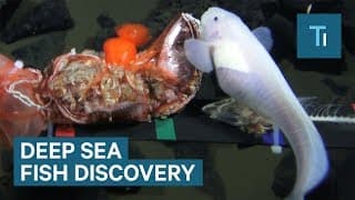 New Deep Sea Fish Has Been Discovered — Everything You Need To Know