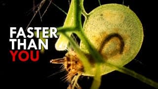 Bladderwort| This Plant Eats Faster Than You