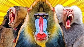 All Nine Baboon And Mandrill Species| Worlds Largest Monkeys