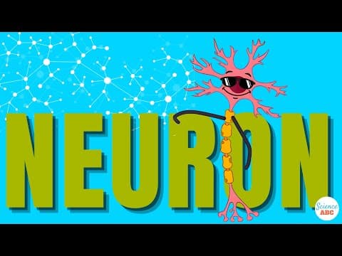 What Are Neurons and How Do They Work