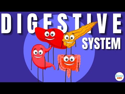 Digestive System- Ingestion to Egestion Explained in Simple Words