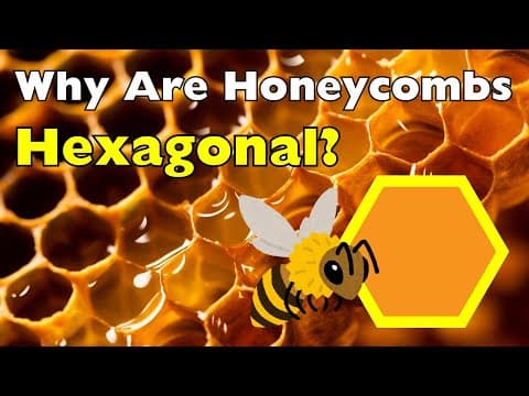 Why Bees Build Hexagons It’s Smarter Than You Think