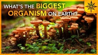 Whats The BIGGEST Organism On Earth