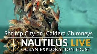 Shrimp City on Toto Caldera Chimneys