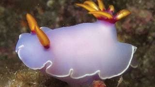 Facts | Bullock's Hypselodoris