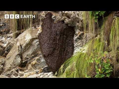 Bees vs Hornets: Nature's Most Synchronised Defence System | Hidden India | BBC Earth - YouTube