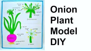 onion plant life cycle model for science project | DIY at home easily using cardboard