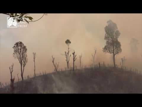 Education - Deforestation