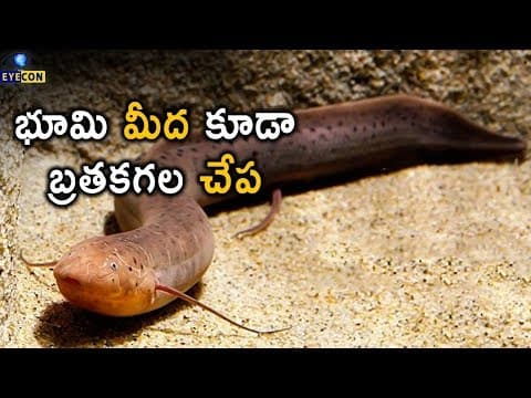 భూమి మీద కూడా బ్రతకగల చేప..! | The African Lungfish Facts..! | Eyecon Facts