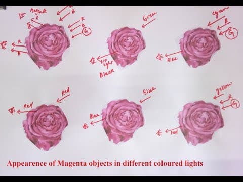 simple explanation of appearance of Magenta objects in different coloured lights