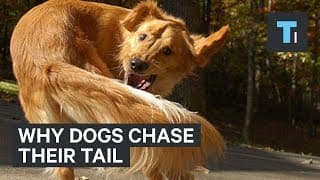What It Could Mean When Your Dog Chases Its Tail