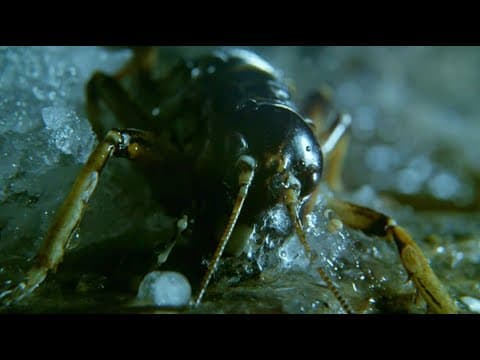 Insect Returns From The Dead | Wild New Zealand