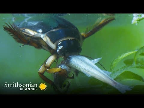 How does the Great Diving Beetle hunt underwater.