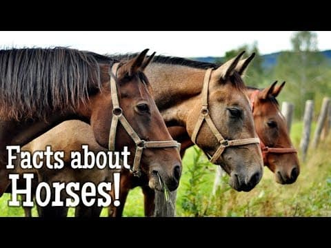 Horse facts for kids